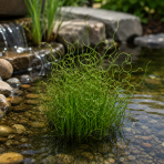 Sitina rozložitá ´SPIRALIS´ (Juncus effusus) - výška 10-20 cm, kont. P9